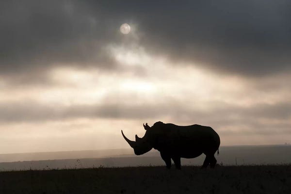 Rhinoceroses: White Rhinoceros At Sunset, Solio Game Reserve, Kenya by Tui De Roy