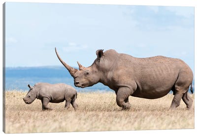 White Rhinoceros Mother And Calf, Solio Ranch, Kenya Canvas Art Print - Tui De Roy