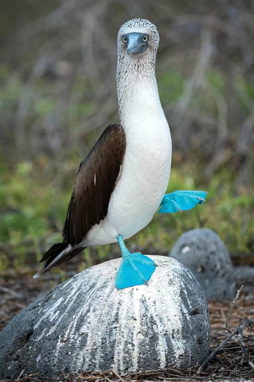 Blue-Footed Booby Performing Foot-Lifting Courtship Display, Seymour Island, Galapagos Islands, Ecuador