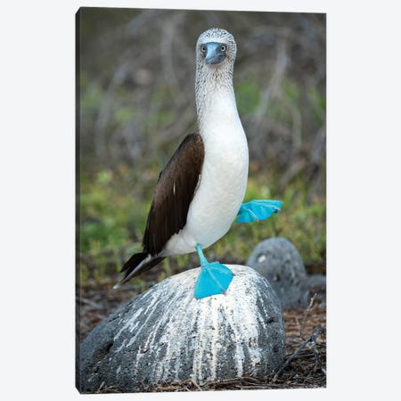 Blue-Footed Booby Performing Foot-Lifting Courtship Display, Seymour Island, Galapagos Islands, Ecuador Canvas Print #TUI68} by Tui De Roy Canvas Print
