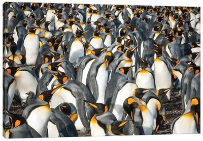 King Penguin Colony, Volunteer Beach, East Falkland Island, Falkland Islands Canvas Art Print - Tui De Roy