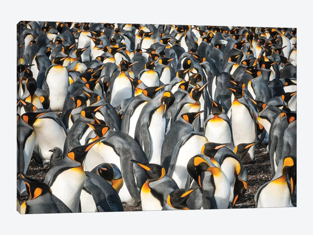 King Penguin Colony, Volunteer Beach, East Falkland Island, Falkland Islands by Tui De Roy 1-piece Art Print