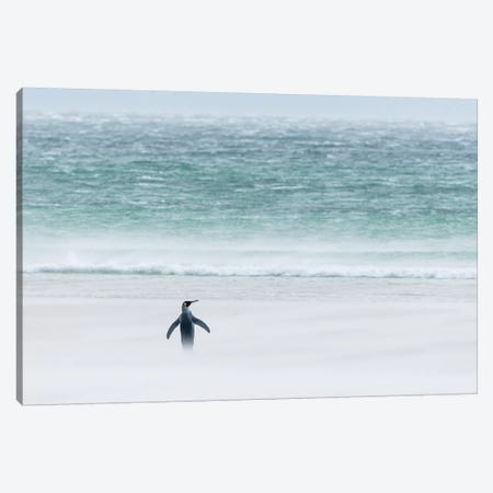 King Penguin On Windy Beach, Volunteer Beach, East Falkland Island, Falkland Islands Canvas Print #TUI71} by Tui De Roy Canvas Artwork