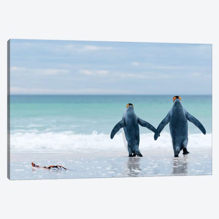 King Penguin Pair Entering Sea, Volunteer Beach, East Falkland Island, Falkland Islands Canvas Print #TUI72} by Tui De Roy Canvas Art