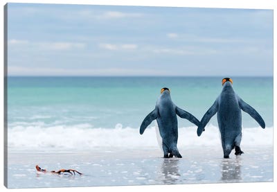 King Penguin Pair Entering Sea, Volunteer Beach, East Falkland Island, Falkland Islands Canvas Art Print - Tui De Roy