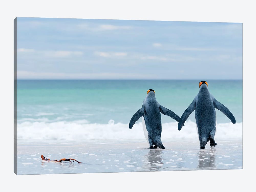 King Penguin Pair Entering Sea, Volunteer Beach, East Falkland Island, Falkland Islands by Tui De Roy 1-piece Art Print