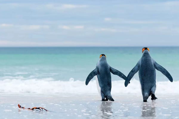 Tui De Roy: King Penguin Pair Entering Sea, Volunteer Beach, East Falkland Island, Falkland Islands by Tui De Roy