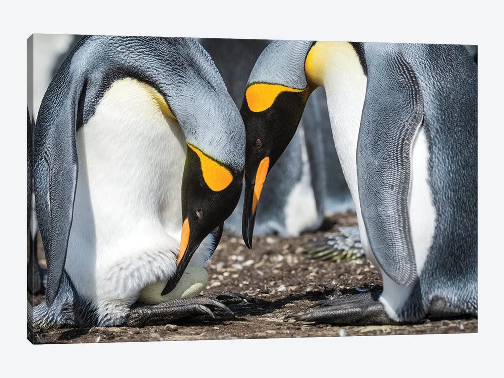 King Penguin Transferring Egg Onto Feet, Volunteer Beach, East Falkland Island by Tui De Roy 1-piece Canvas Art Print