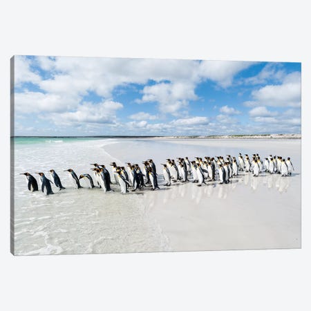 King Penguins Entering Sea, Volunteer Beach, East Falkland Island, Falkland Islands Canvas Print #TUI75} by Tui De Roy Canvas Print