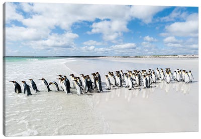 King Penguins Entering Sea, Volunteer Beach, East Falkland Island, Falkland Islands Canvas Art Print - Tui De Roy