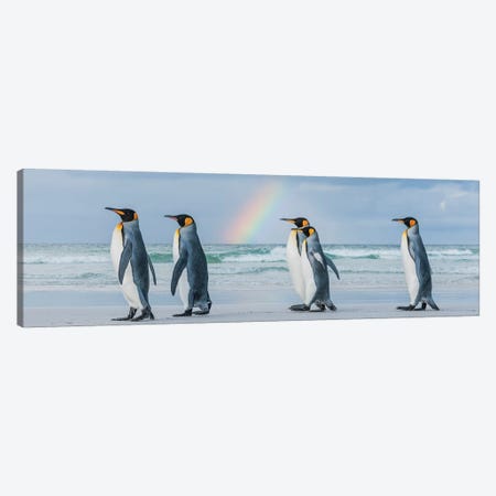 King Penguins On Beach Under Rainbow, Volunteer Beach, East Falkland Island, Falkland Islands II Canvas Print #TUI77} by Tui De Roy Canvas Print