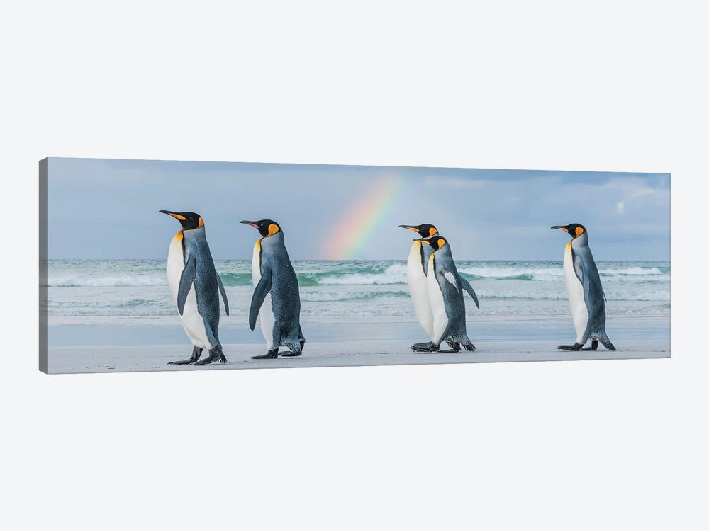 King Penguins On Beach Under Rainbow, Volunteer Beach, East Falkland Island, Falkland Islands II by Tui De Roy 1-piece Canvas Artwork