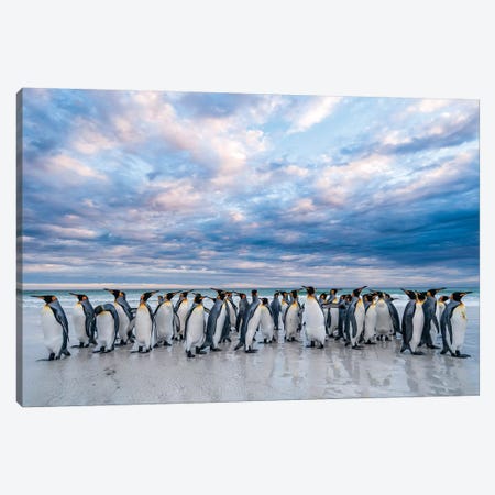 King Penguins On The Beach, Volunteer Beach, East Falkland Island, Falkland Islands II Canvas Print #TUI79} by Tui De Roy Canvas Art