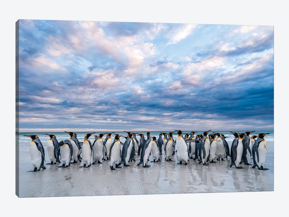King Penguins On The Beach, Volunteer Beach, East Falkland Island, Falkland Islands II by Tui De Roy 1-piece Canvas Wall Art