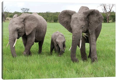 African Elephant Group Grazing, Ol Pejeta Conservancy, Kenya Canvas Art Print - Tui De Roy