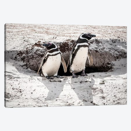 Magellanic Penguins At Burrow, Volunteer Beach, East Falkland Island Canvas Print #TUI81} by Tui De Roy Canvas Art Print