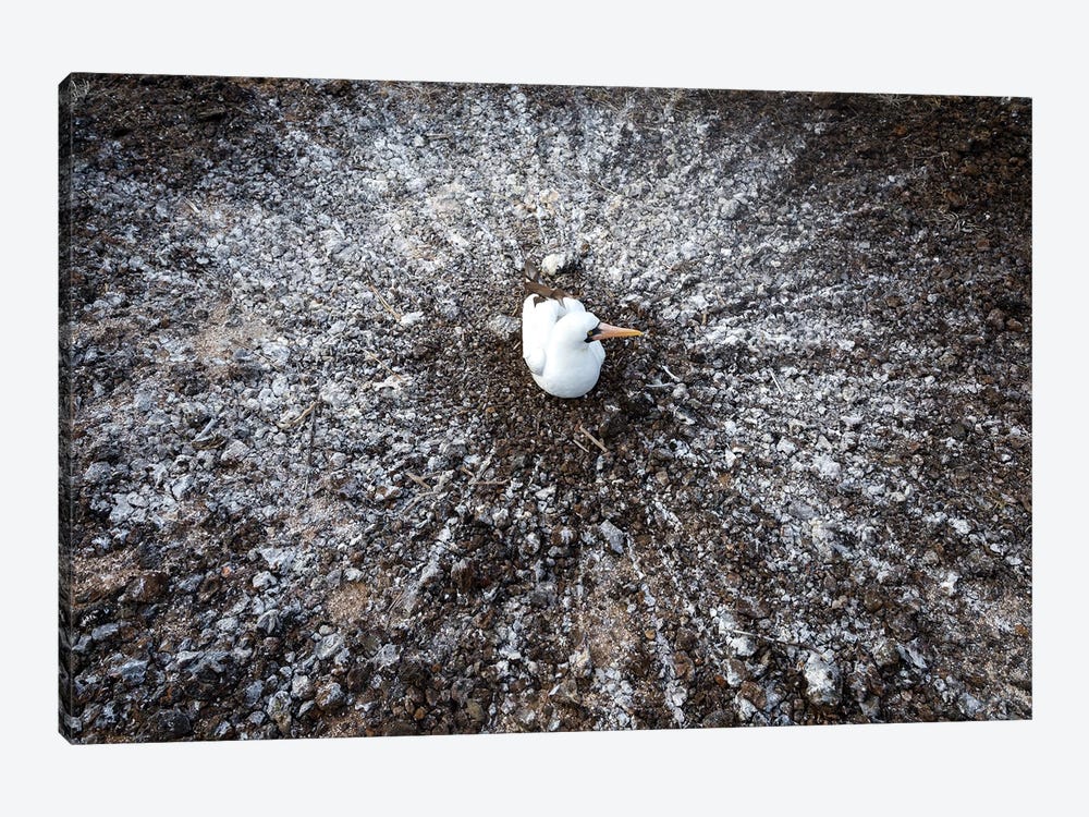 Nazca Booby On Nest, Genovesa Island, Galapagos Islands, Ecuador 1-piece Canvas Print