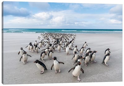 Rockhopper Penguins On The Beach, Saunders Island, Falkland Islands Canvas Art Print - Tui De Roy