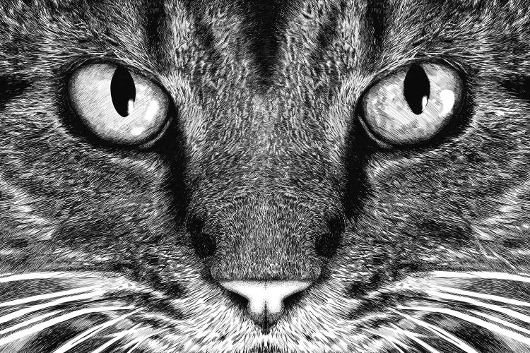 The Cat