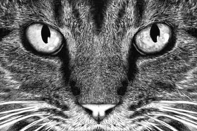 Tummeow
