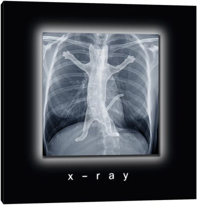 X-ray Canvas Art Print - Tummeow