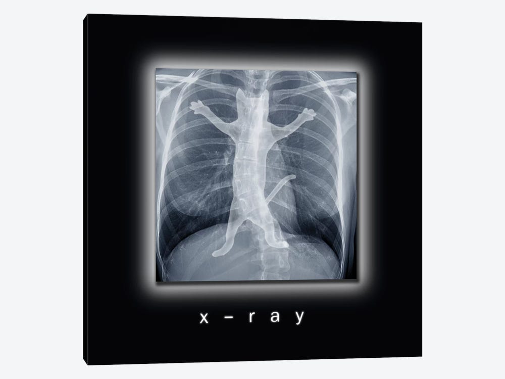 X-ray by Tummeow 1-piece Canvas Art Print