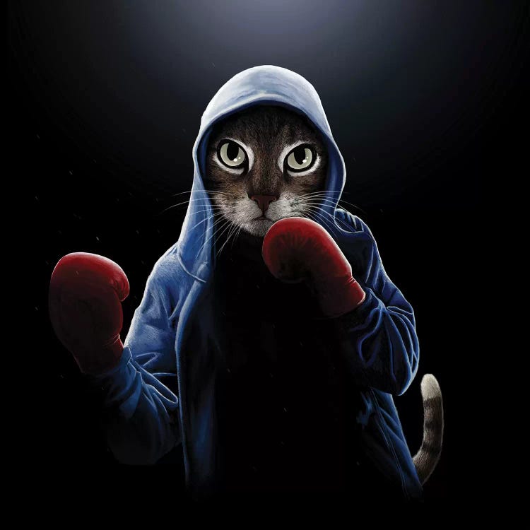 Boxing Cool Cat