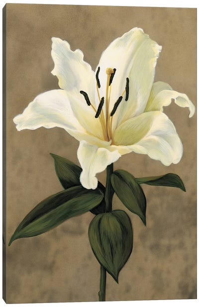 Lily Canvas Art Print