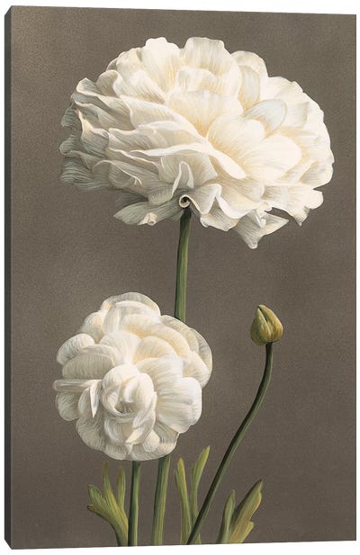 Dalie Canvas Art Print