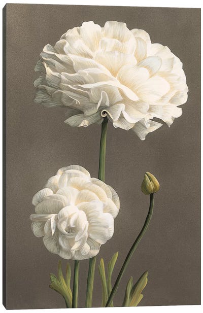 Dalie Canvas Art Print - Chrysanthemum Art