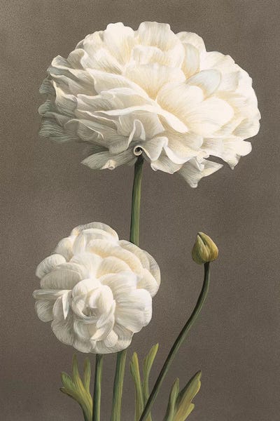 Nature Close-Ups: Dalie by Andrea Trivelli