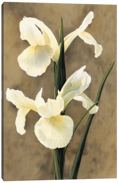 Iris Canvas Art Print