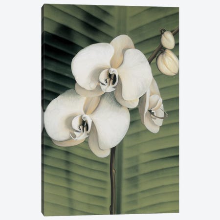 Orchid With Palm II Canvas Print #TVL6} by Andrea Trivelli Canvas Artwork