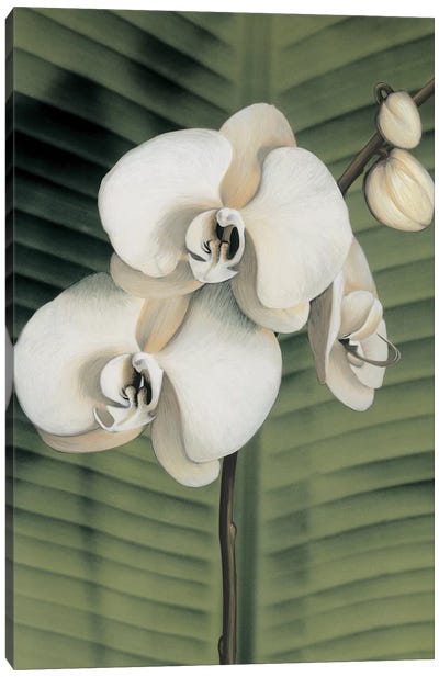 Orchid With Palm II Canvas Art Print