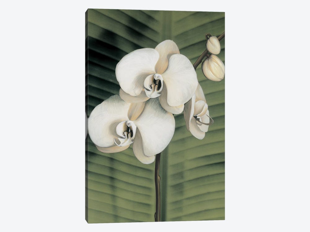 Orchid With Palm II by Andrea Trivelli 1-piece Canvas Artwork