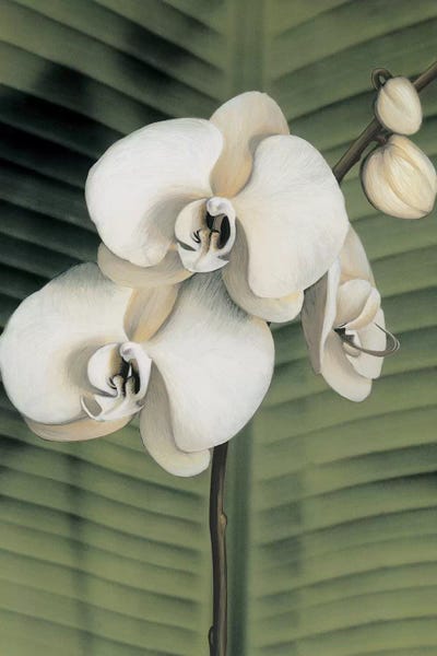 Orchids: Orchid With Palm II by Andrea Trivelli