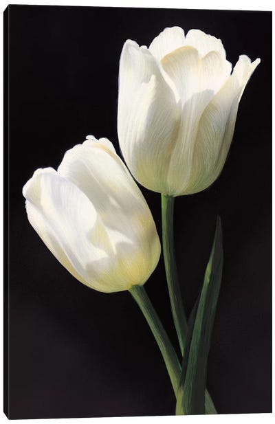 Tulipani bianchi Canvas Art Print - Tulip Art