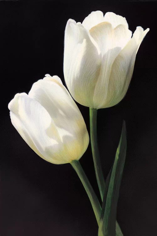 Tulipani bianchi by Andrea Trivelli wall art