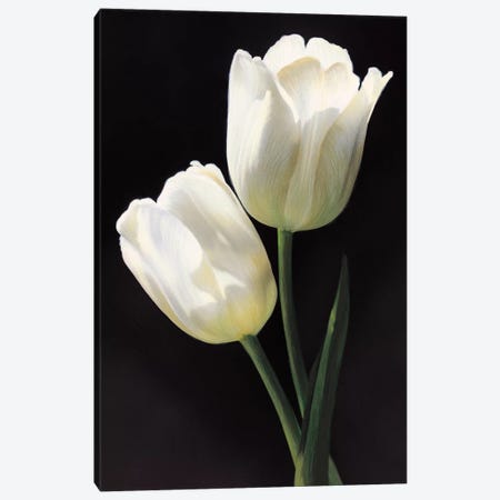 Tulipani bianchi Canvas Print #TVL9} by Andrea Trivelli Art Print