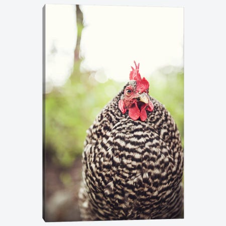 Bossy Hen Canvas Print #TWG53} by The Whiskey Ginger Canvas Print
