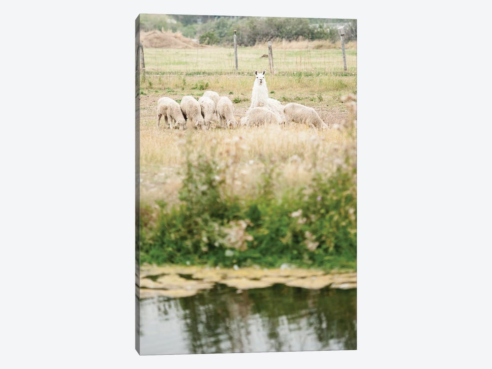 Carl The Llama by The Whiskey Ginger 1-piece Art Print
