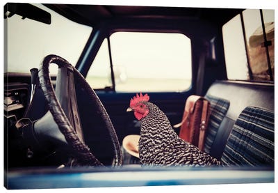 Hen Sunday Drive Canvas Art Print - Chicken & Rooster Art