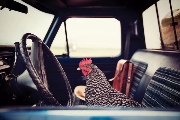Chickens & Roosters: Hen Sunday Drive by The Whiskey Ginger
