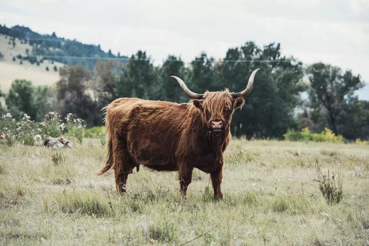 Highlander Cow by The Whiskey Ginger wall art