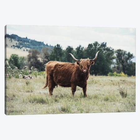 Highlander Cow Canvas Print #TWG58} by The Whiskey Ginger Canvas Print
