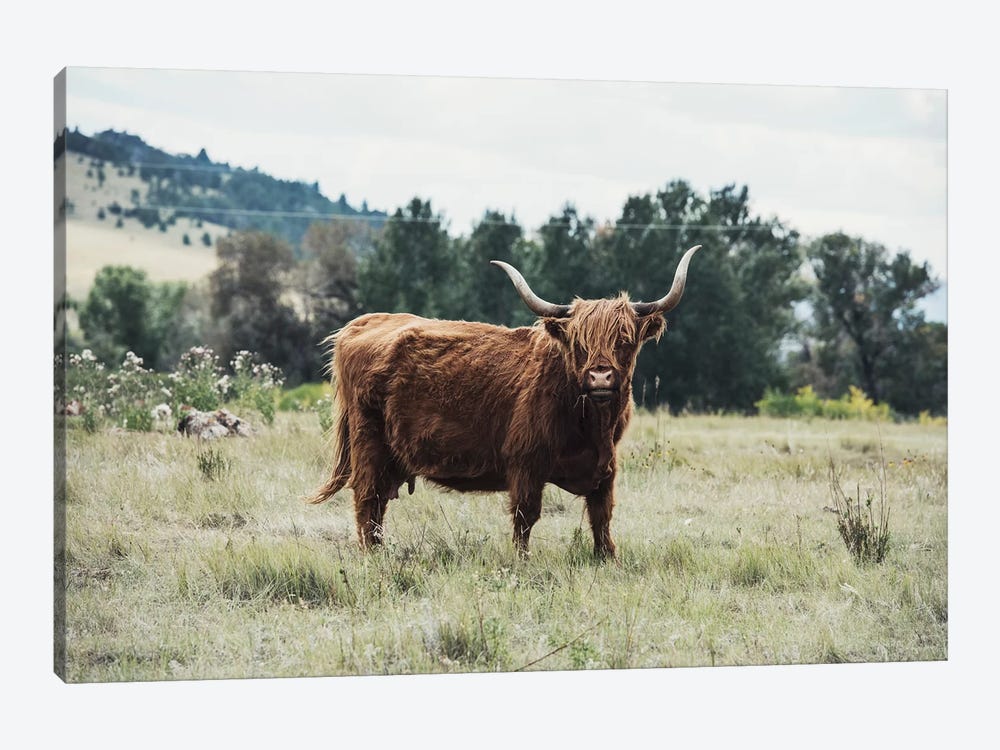 Highlander Cow by The Whiskey Ginger 1-piece Canvas Artwork