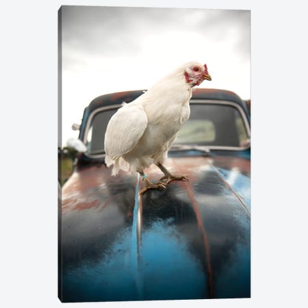Storm Chicken Canvas Print #TWG64} by The Whiskey Ginger Art Print