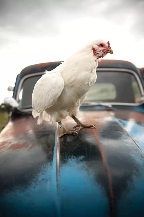 Storm Chicken