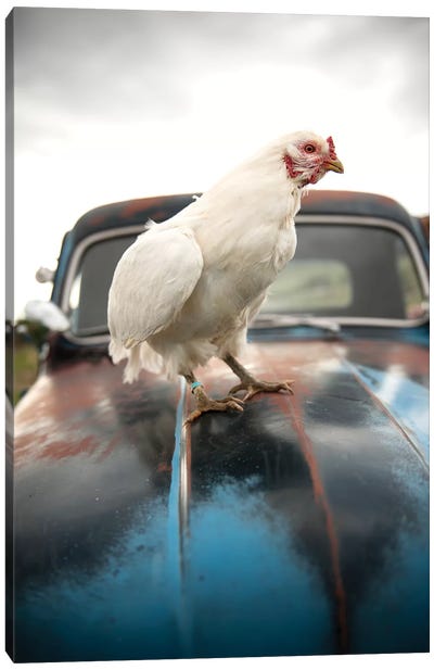 Storm Chicken Canvas Art Print - The Whiskey Ginger