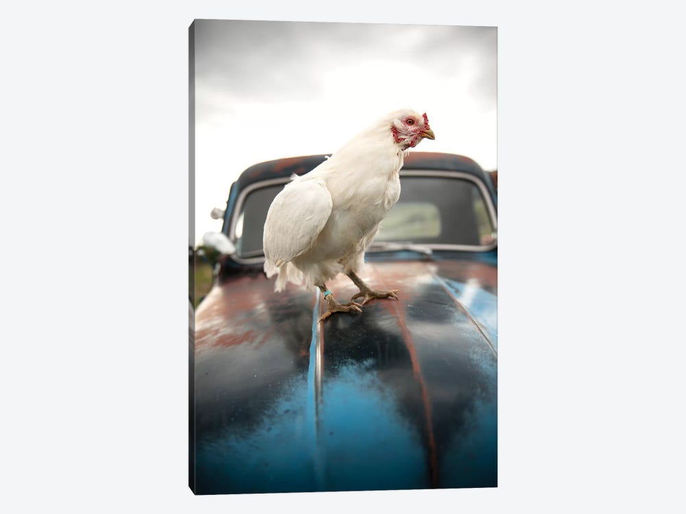 Storm Chicken by The Whiskey Ginger 1-piece Art Print